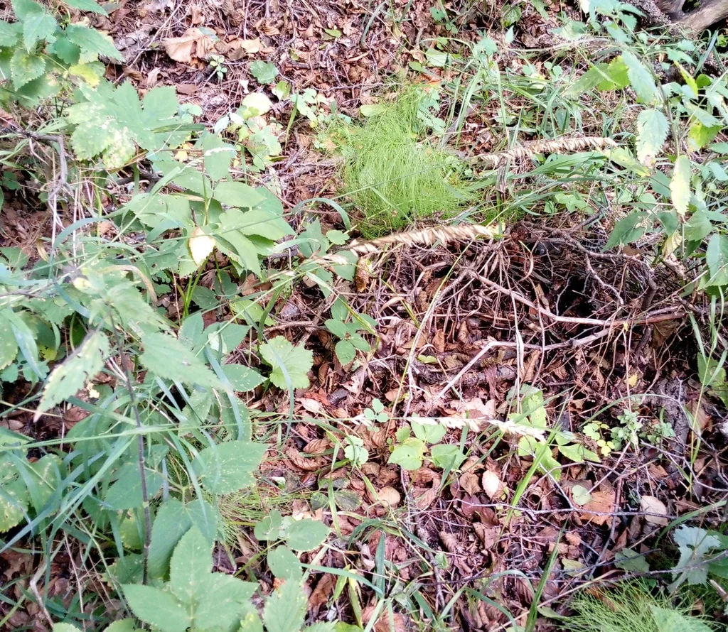 Melica Altissima