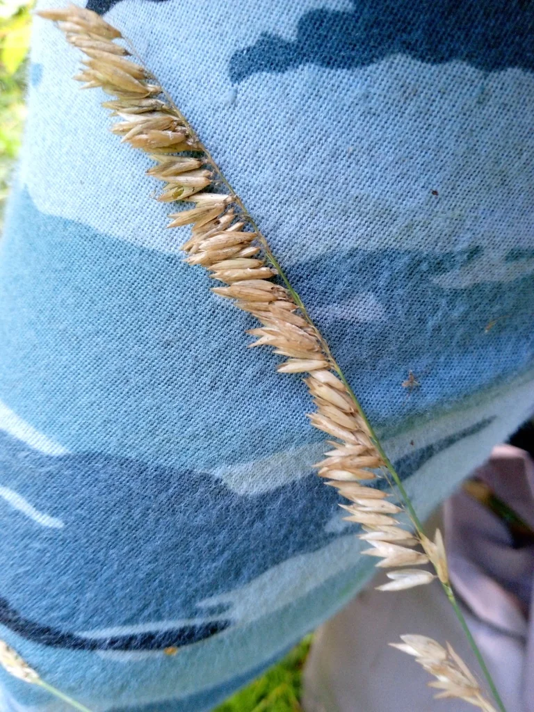 Melica Altissima