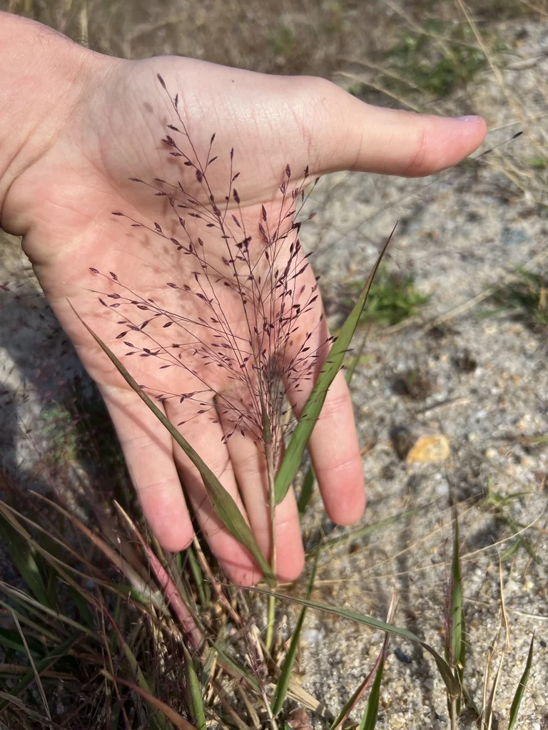 Eragrostis Spectabilis
