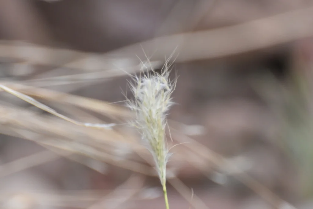 Bothriochloa Barbinodis