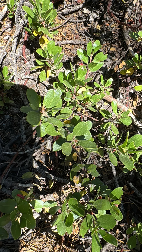 Arctostaphylos Nevadensis