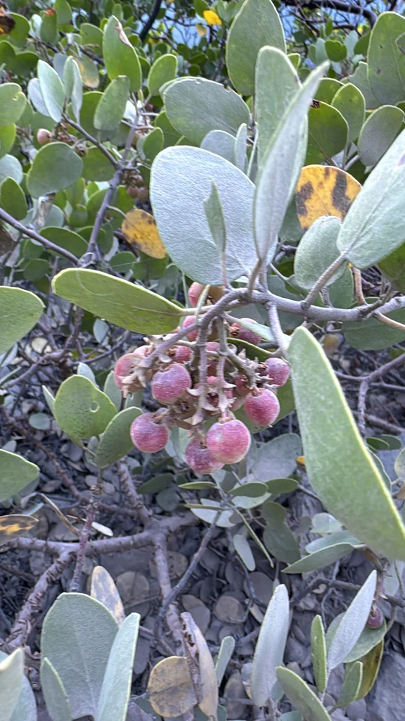 Arctostaphylos Patula