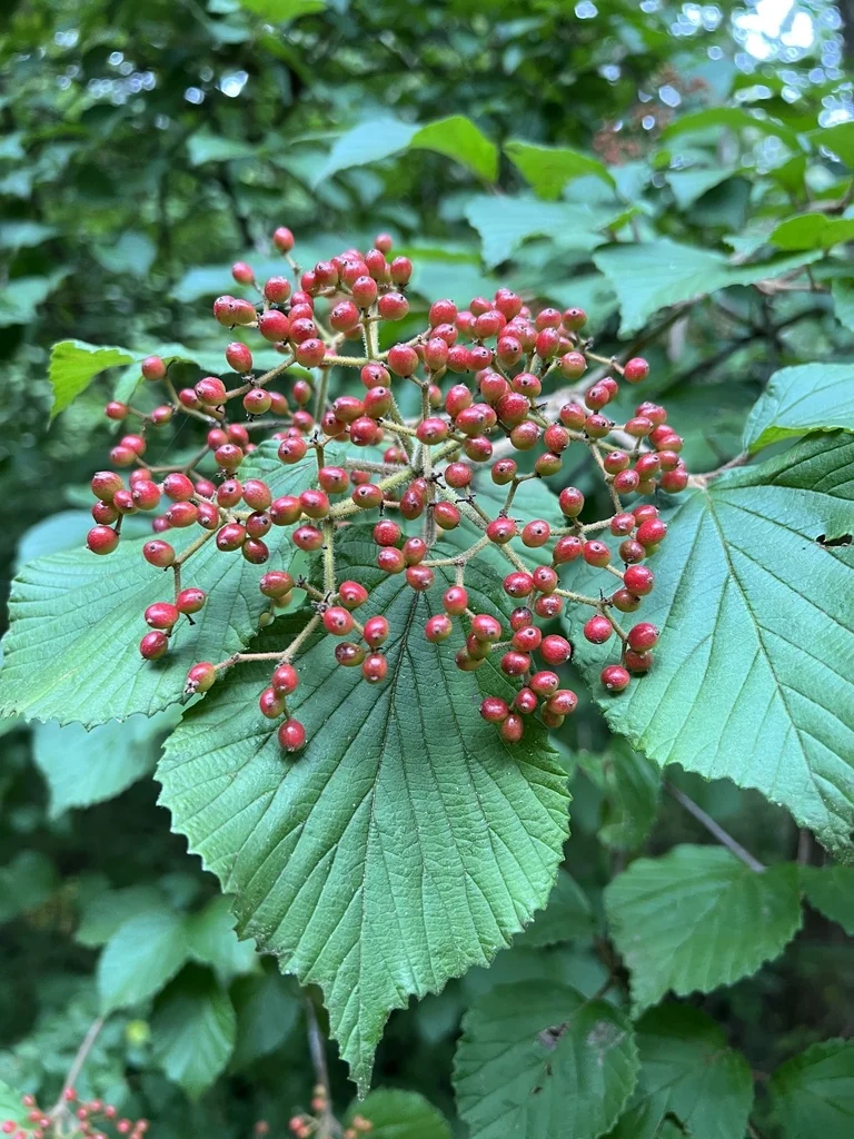 Viburnum dilatatum