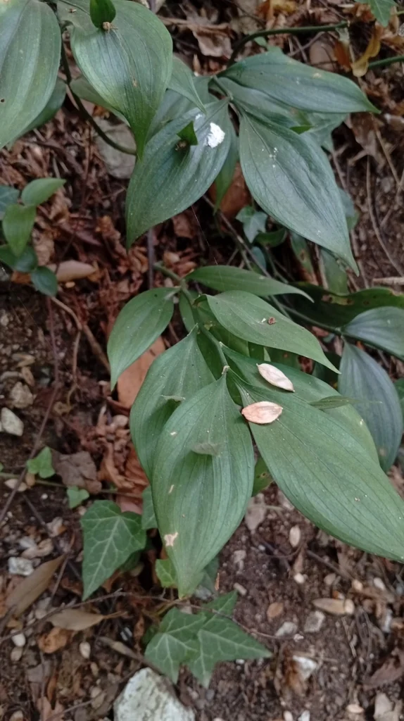 Ruscus Hypoglossum