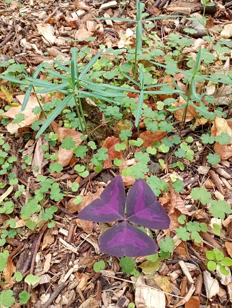 Oxalis Triangularis