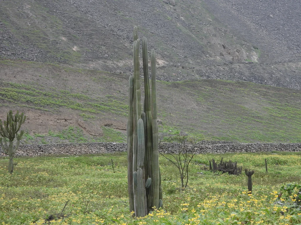 Trichocereus Pachanoi