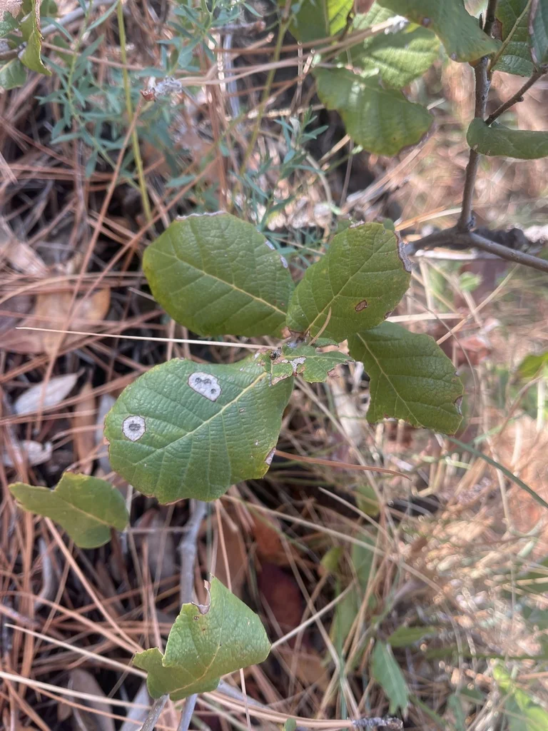 Quercus Rugosa