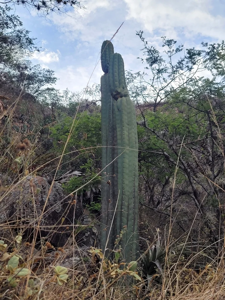 Trichocereus Pachanoi