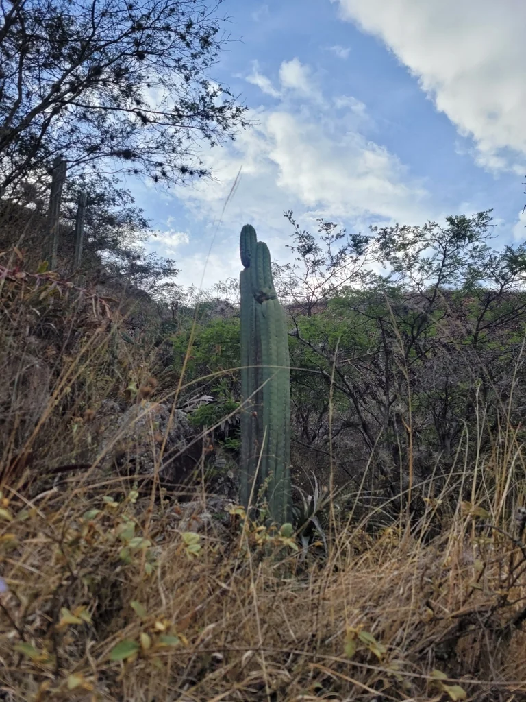 Trichocereus Pachanoi