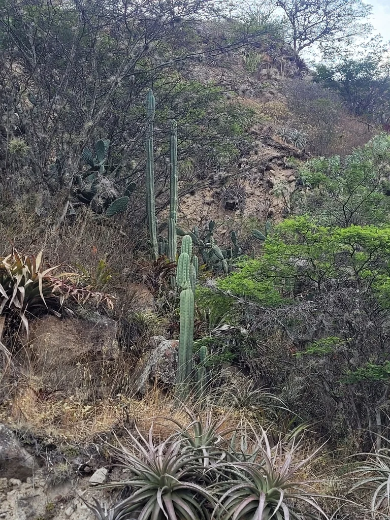 Trichocereus Pachanoi