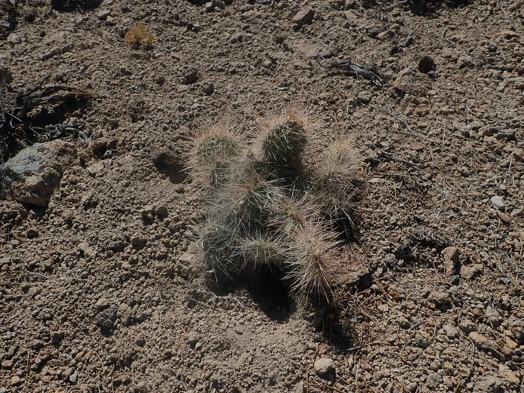 Opuntia Erinacea
