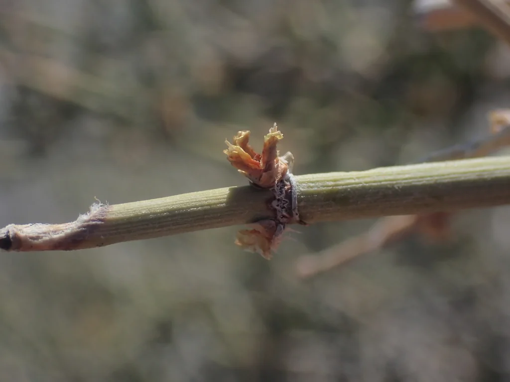 Ephedra Nevadensis