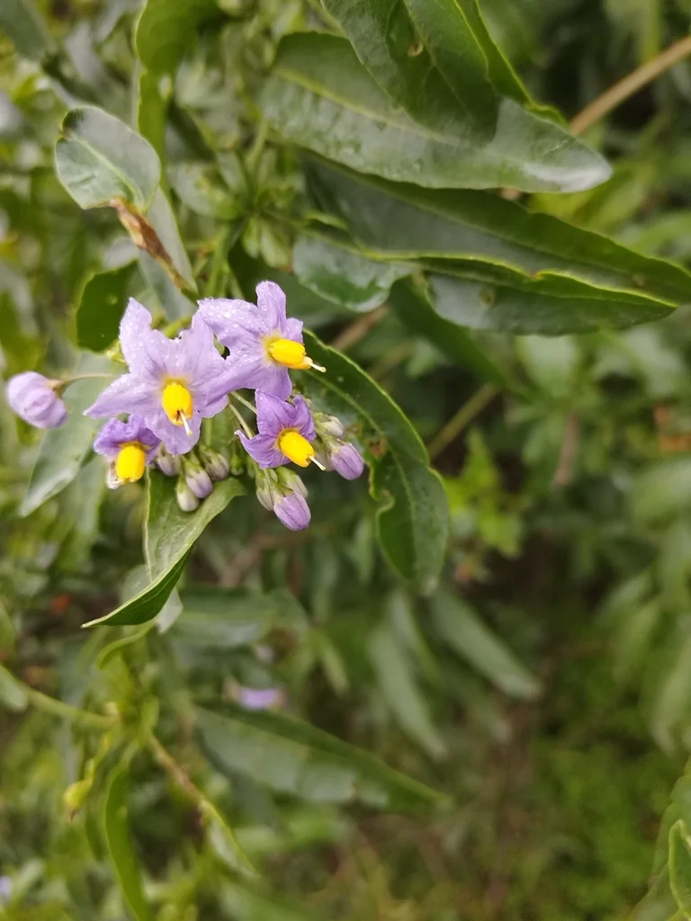 Solanum Crispum