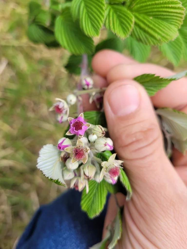 Rubus Niveus
