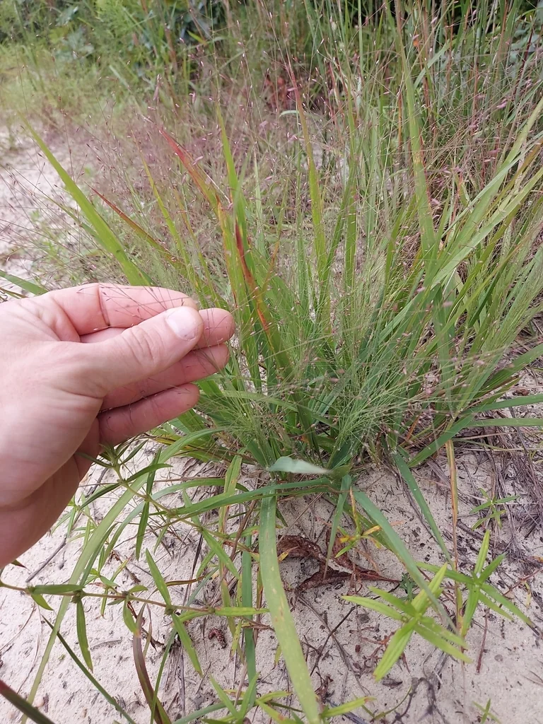 Eragrostis Spectabilis