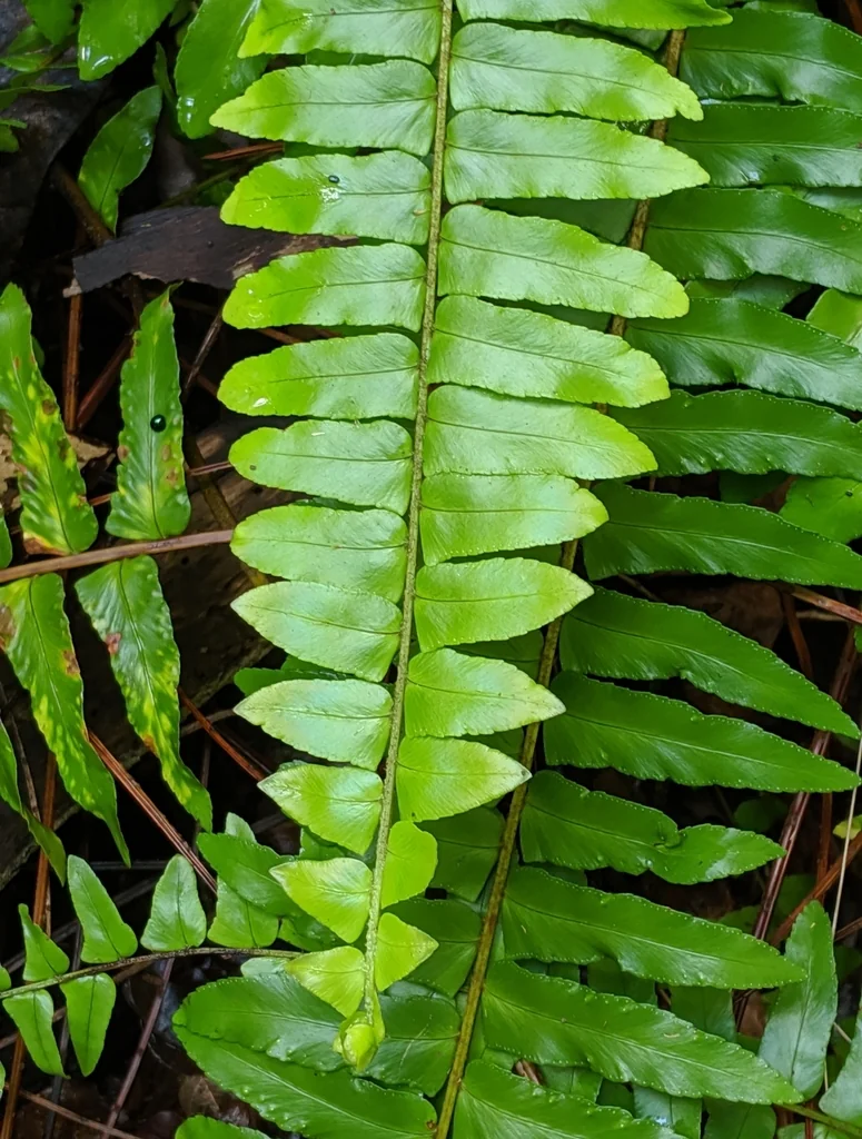 Nephrolepis Exaltata