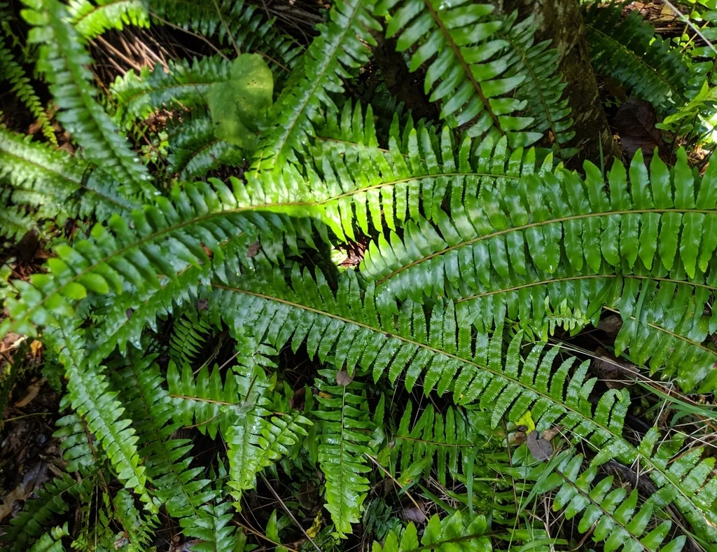 Nephrolepis Exaltata