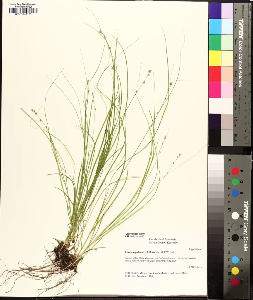 Carex Appalachica