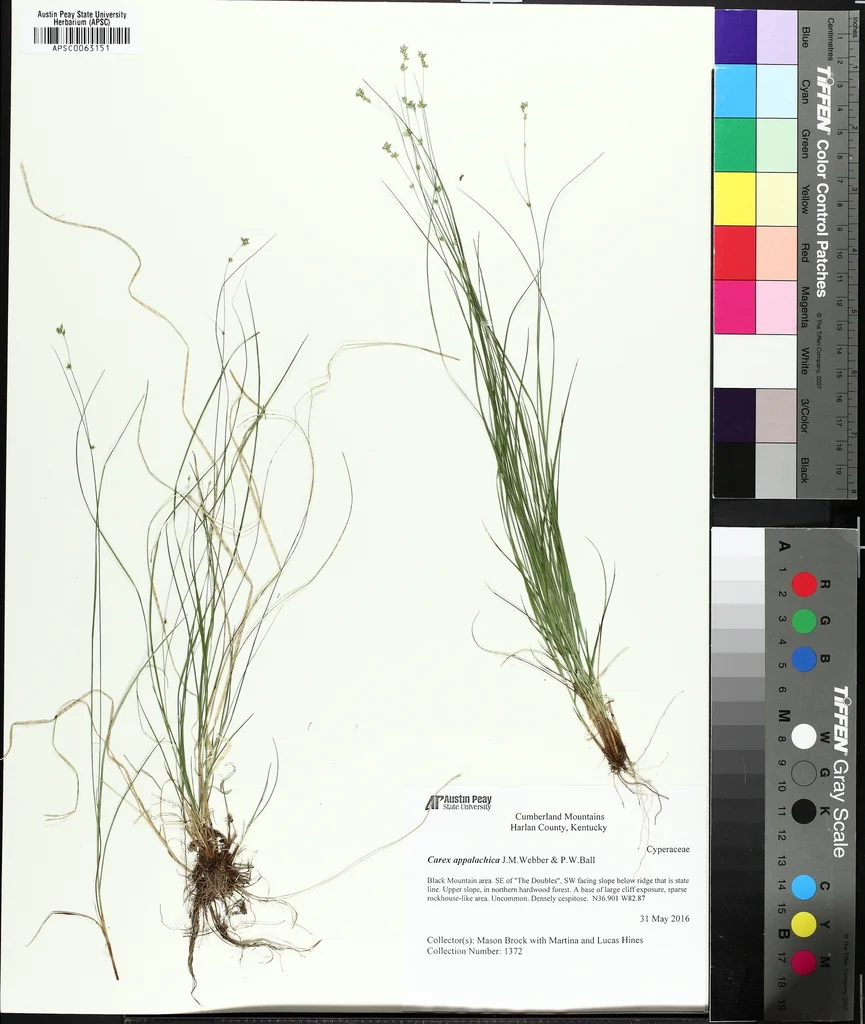 Carex Appalachica