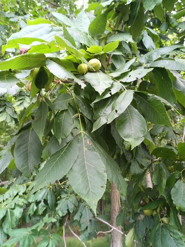 Carya Laciniosa