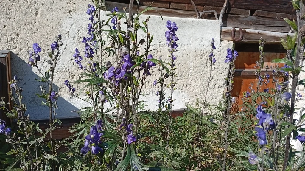 Aconitum Napellus