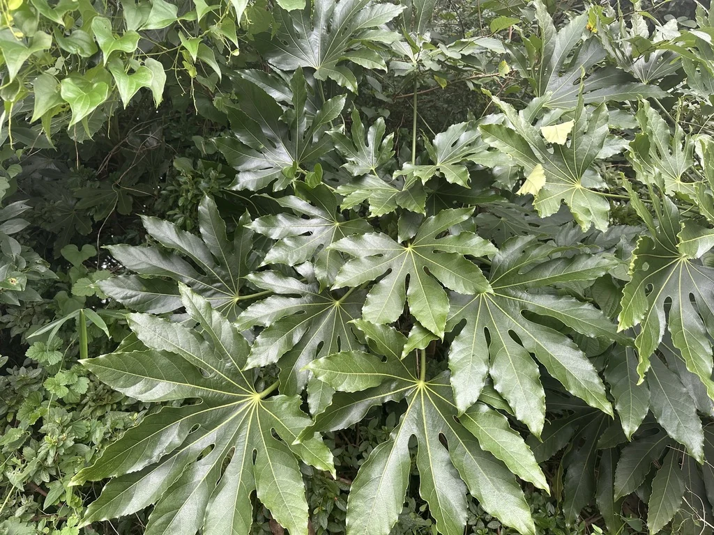 Fatsia Japonica