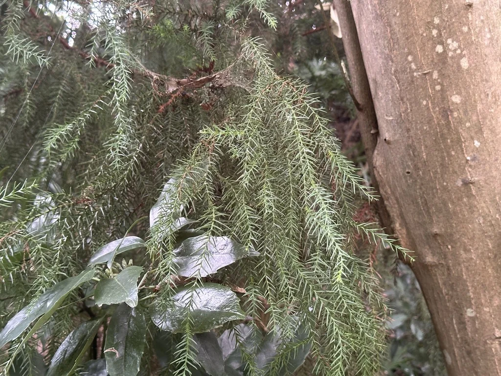Cryptomeria Japonica