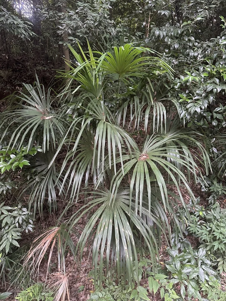 Trachycarpus Wagnerianus