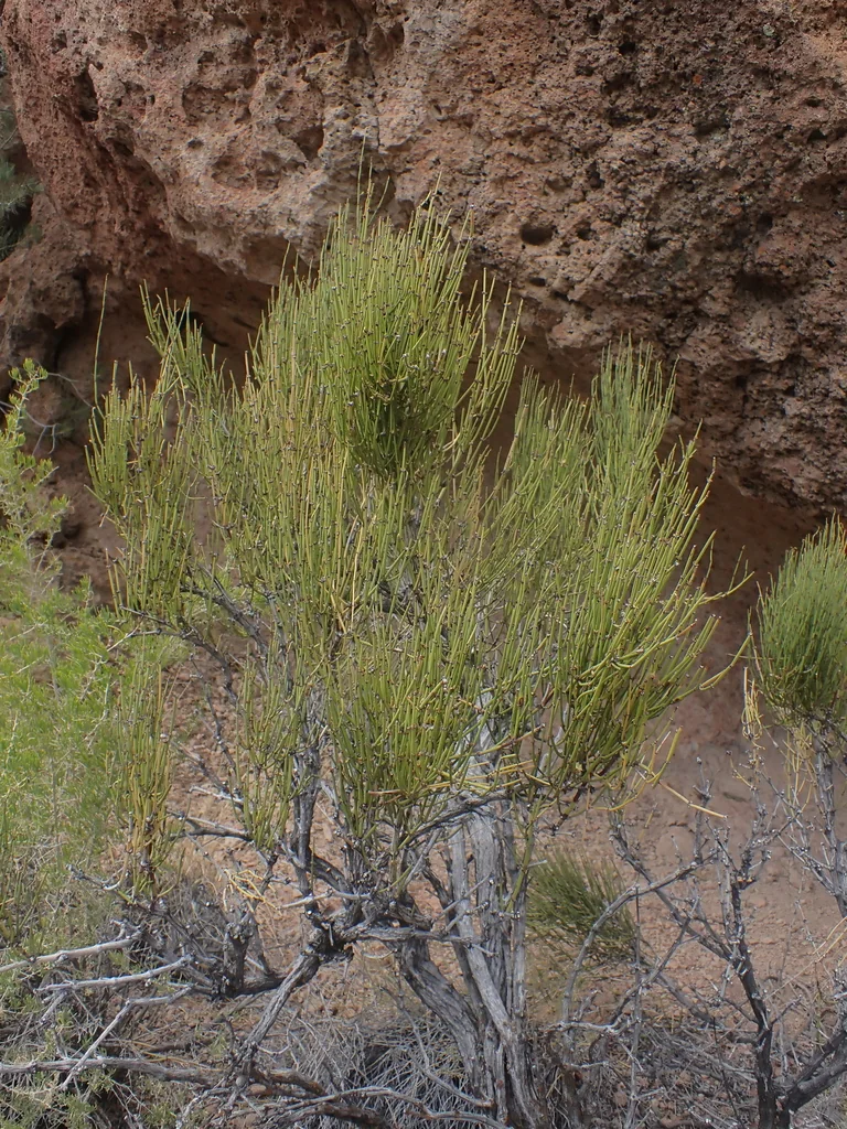 Ephedra Viridis