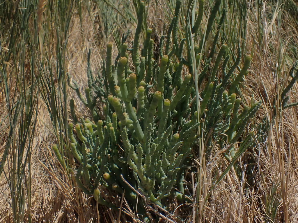 Allenrolfea Occidentalis