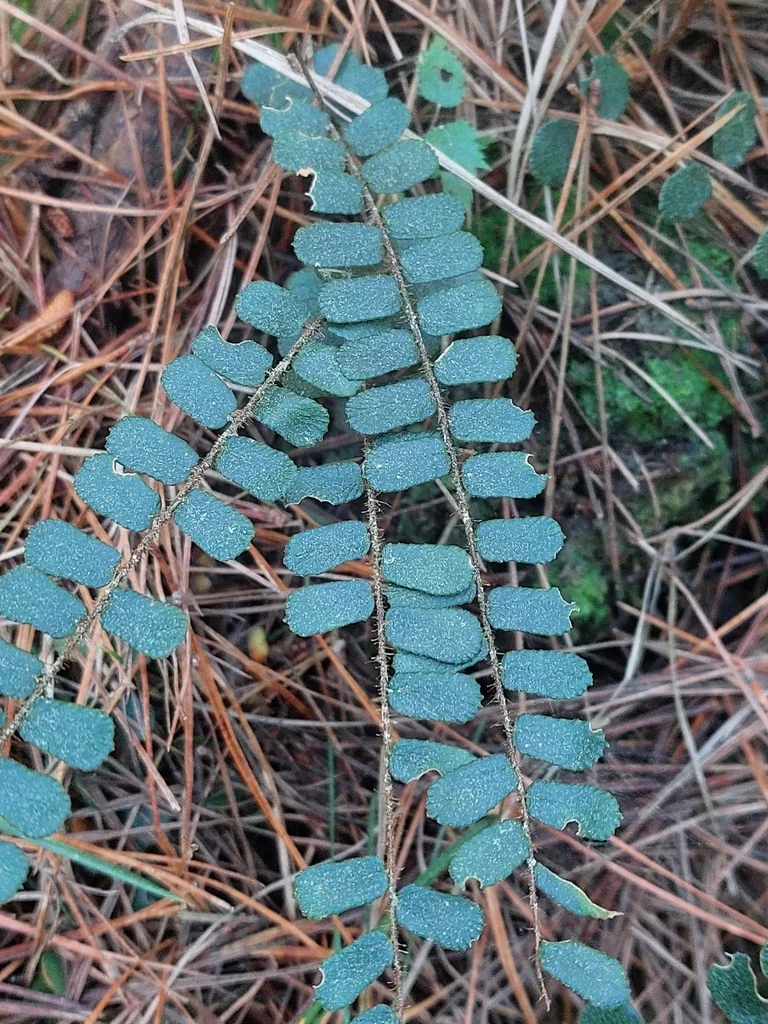 Pellaea Rotundifolia