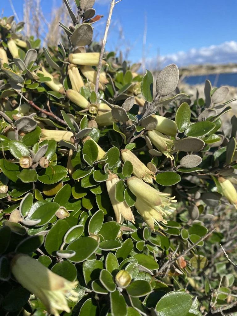 Correa Backhouseana