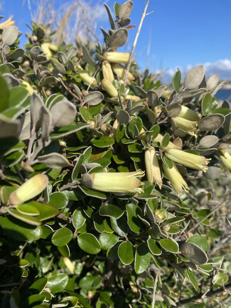 Correa Backhouseana