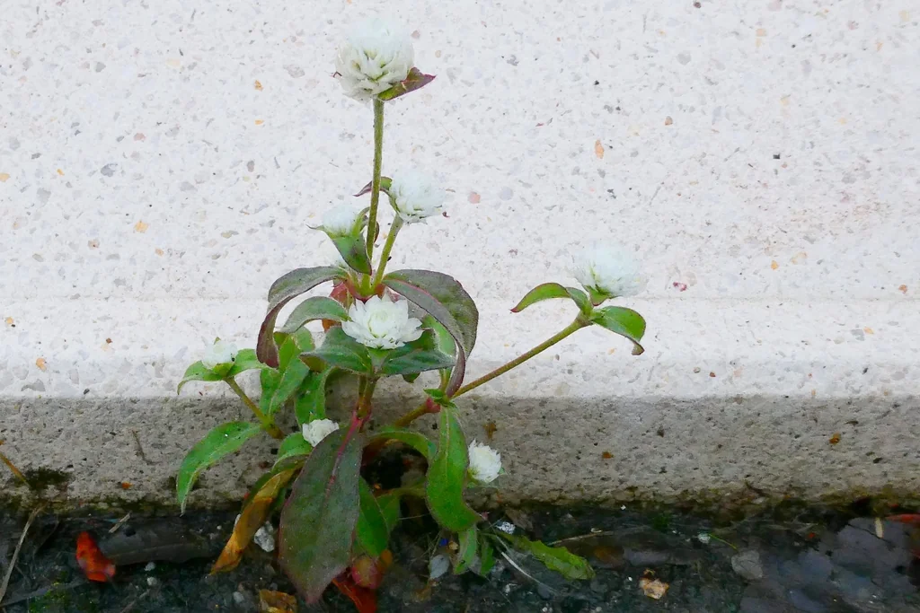 Gomphrena Globosa
