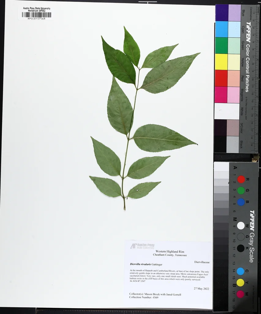 Diervilla rivularis