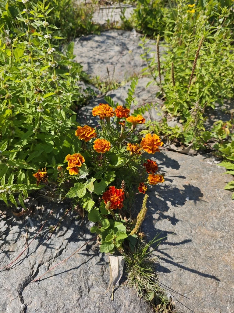Tagetes Patula
