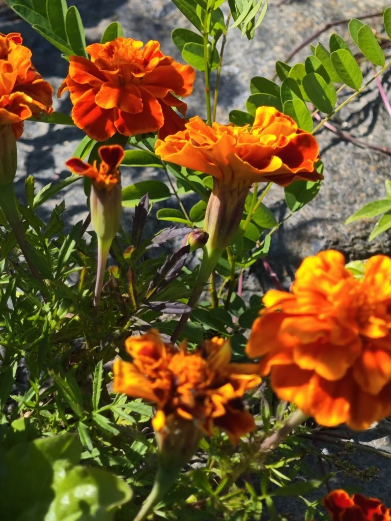 Tagetes Patula
