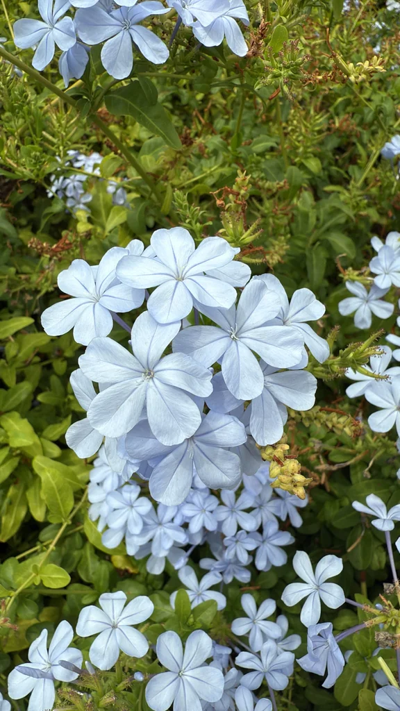 Plumbago Auriculata