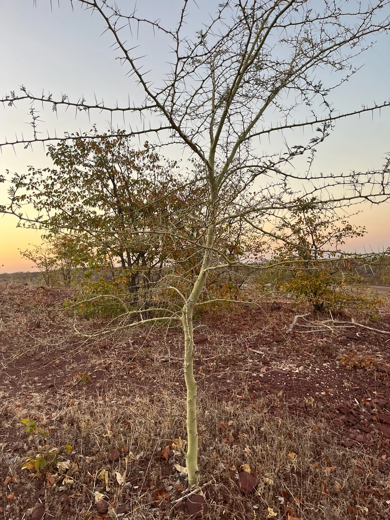 Acacia Xanthophloea