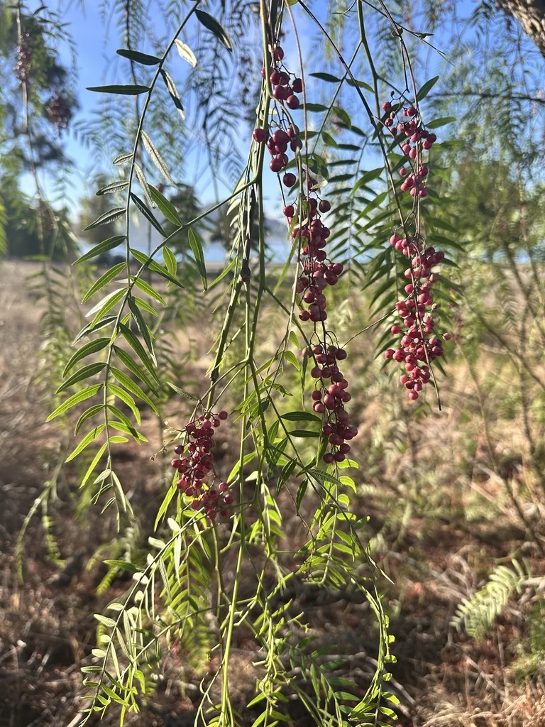 Schinus Molle