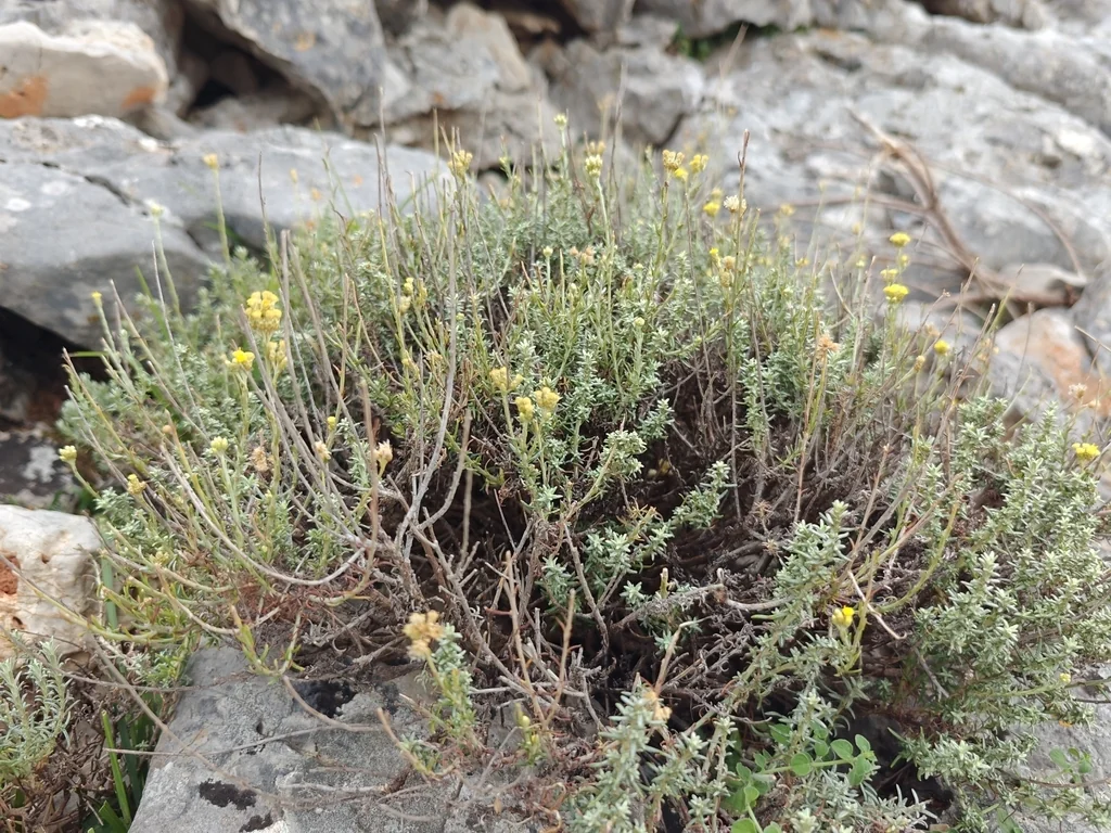 Helichrysum Italicum