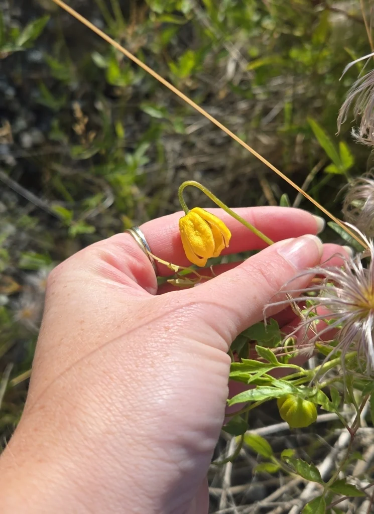 Clematis Tangutica