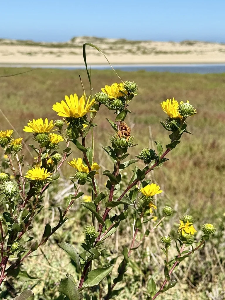 Grindelia stricta