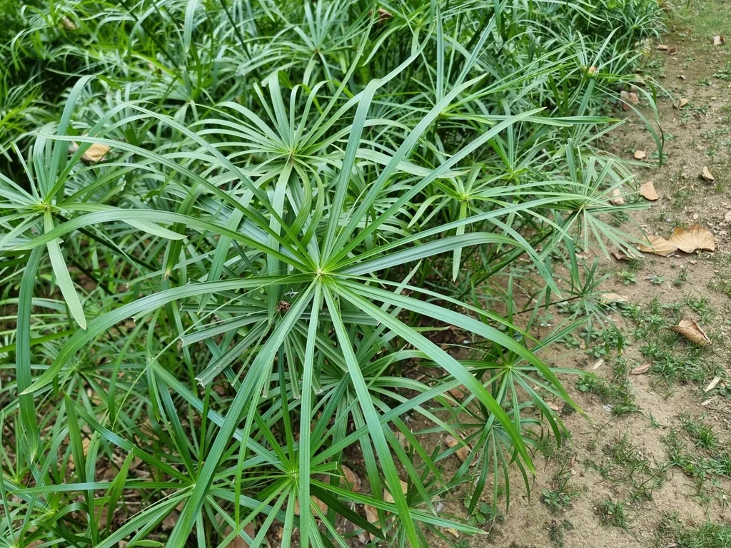 Cyperus Alternifolius