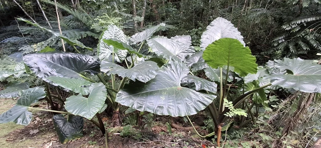 Alocasia plumbea