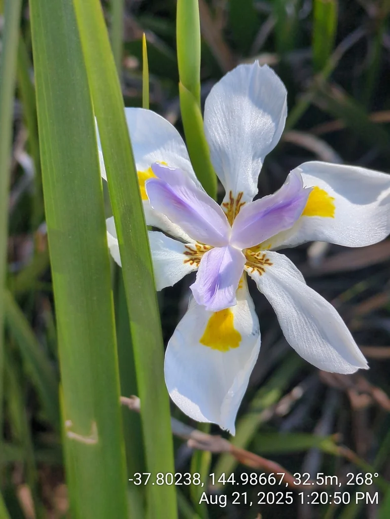 Dietes Grandiflora