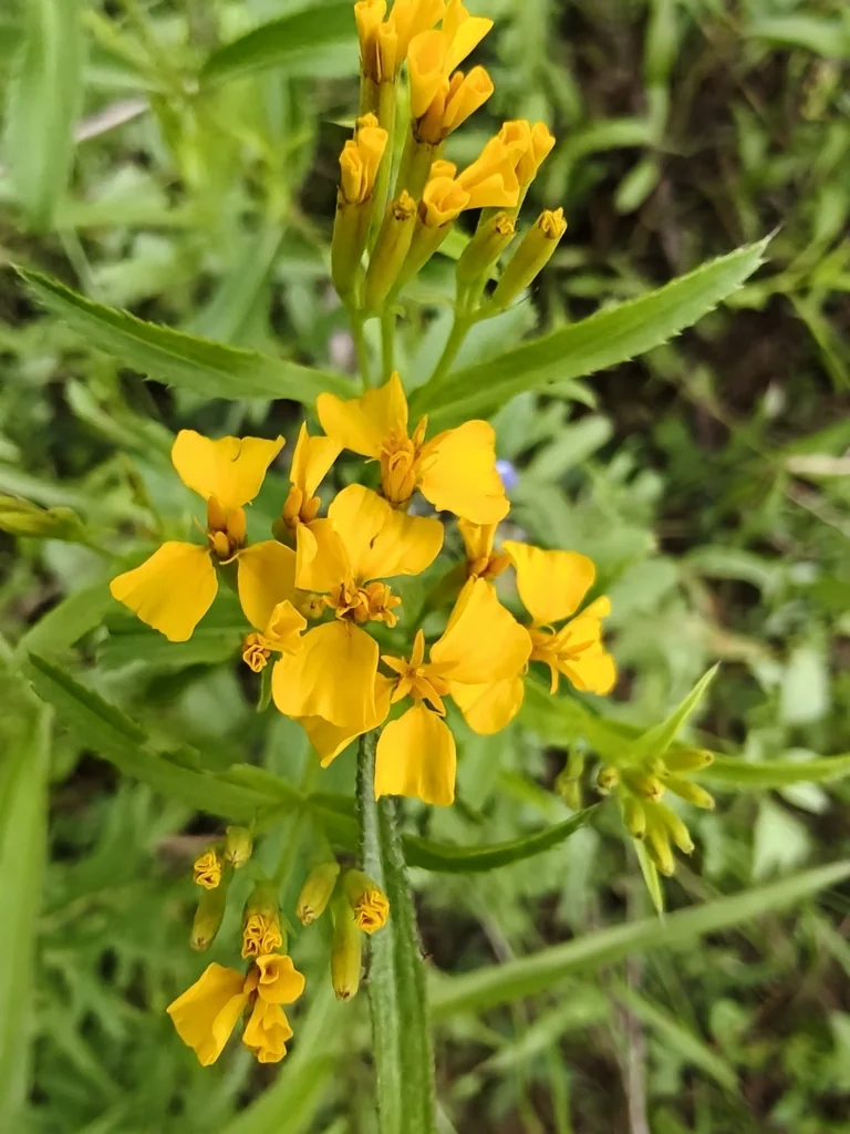 Tagetes Lucida