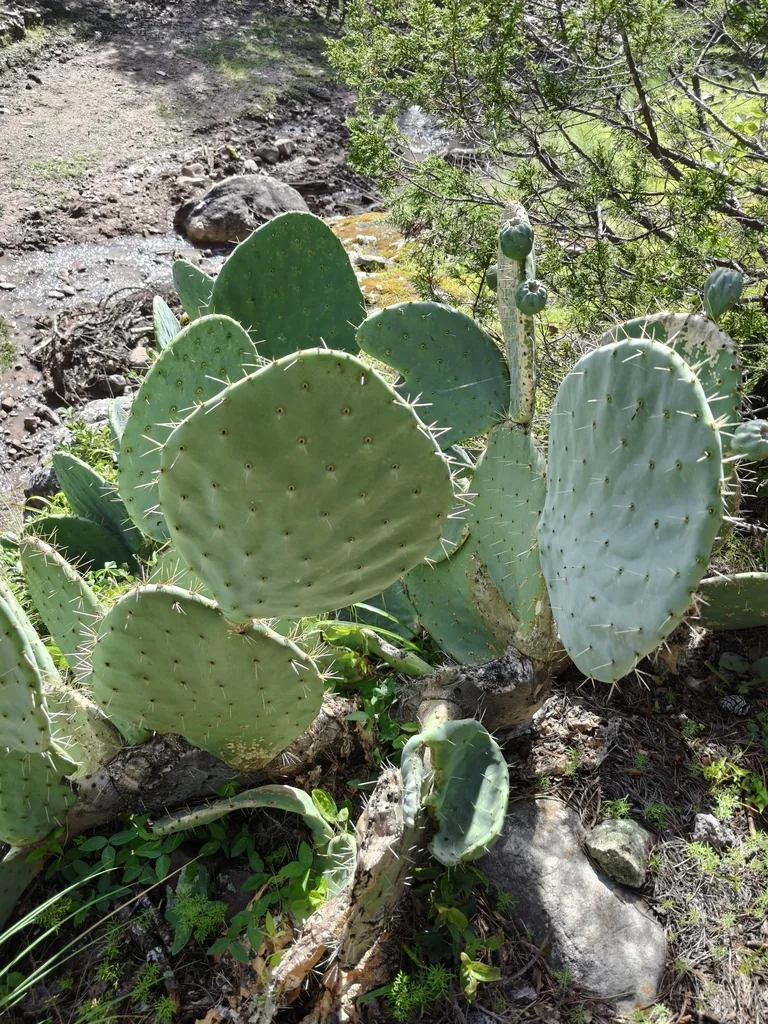 Opuntia Robusta