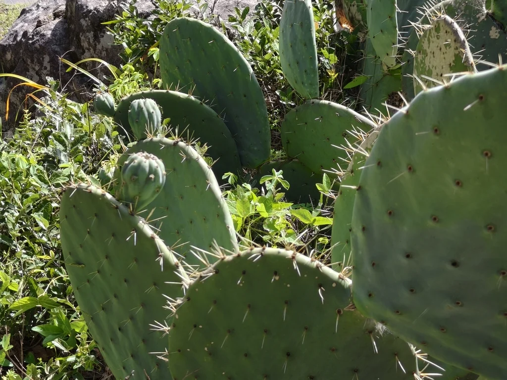 Opuntia Robusta