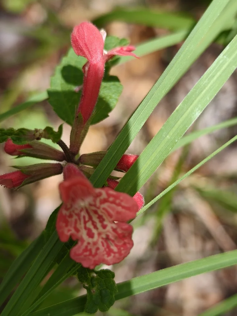 Stachys Coccinea